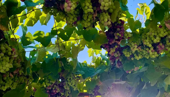 Tasty Piedmont